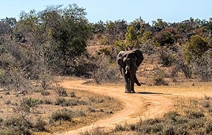 Elephant walking down a dirt track.