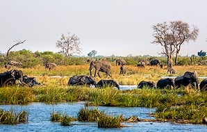 Elephant herd viewed in the Caprivi in northern Namibia.