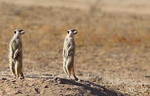Meerkat standing erect in the Central Kalahari.