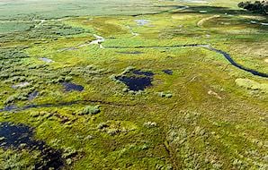 Arial view of Linyanti Marsh.