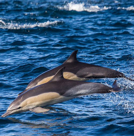 Dolphins jumping out of the water in False Bay, South Africa.