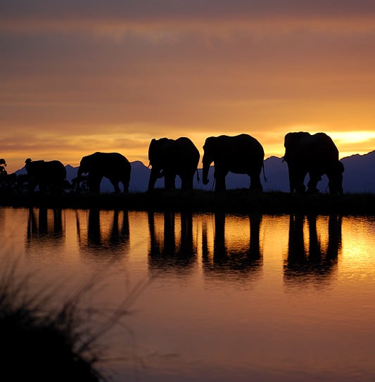 A line of silhouetted elephants walking at sunset in Knysna Elephant Park.