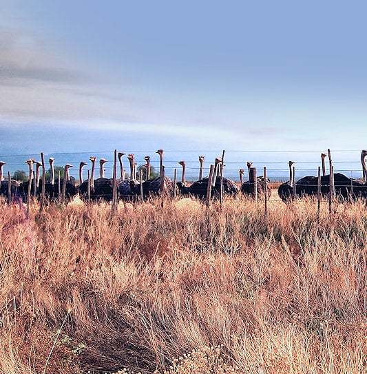 Ostriches behind a fence on an Oudtshoorn farm in South Africa.