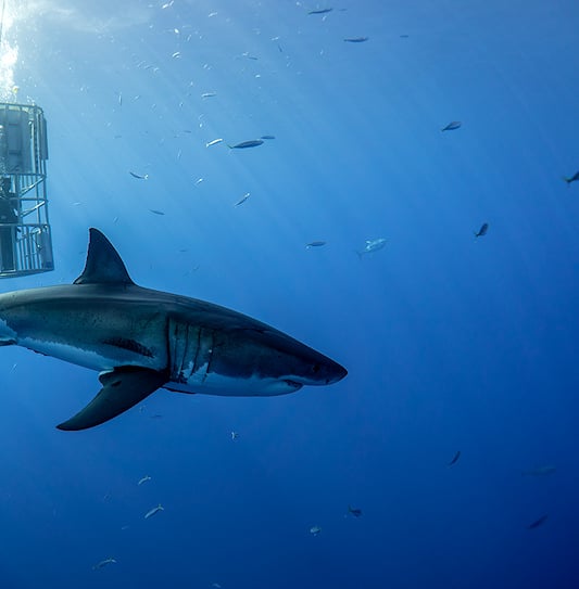 A diver in a metal cage near a great white shark, False Bay.