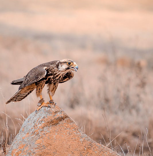 A raptor with its beak open perched on a rock at a bird of prey rehabilitation centre, South Africa.