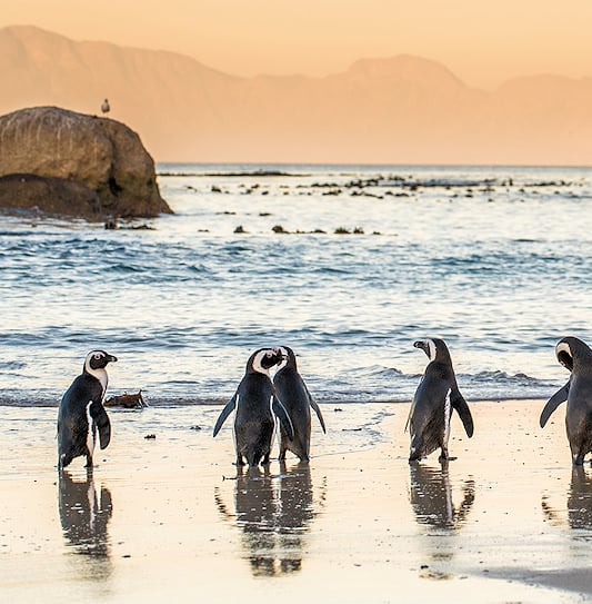 African penguins standing on the sand at Boulders Beach during sunset, Cape Town.
