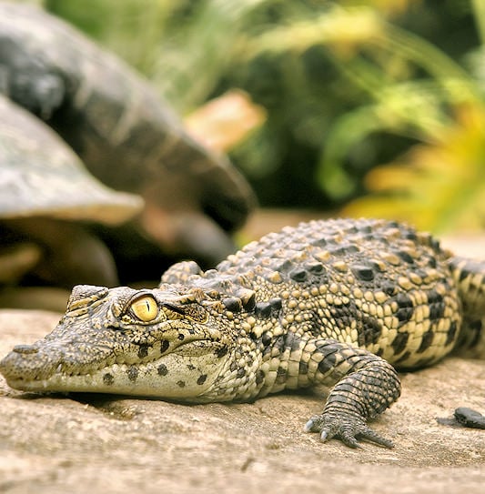 A young crocodile resting on a rock with turtles in the blurred background.
