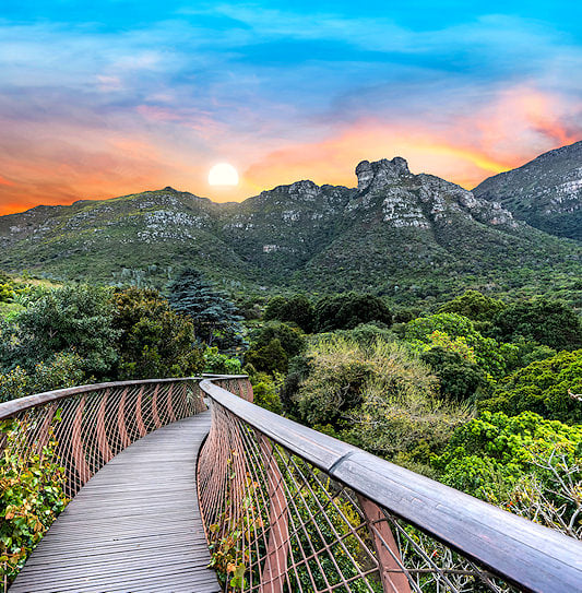 A canopy walkway winding above treetops with mountains and a sunset in the background, Kirstenbosch National Botanical Garden.
