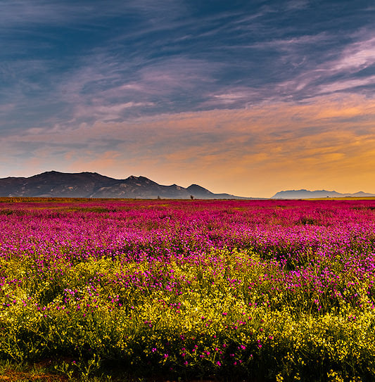 A field of pink and yellow wildflowers stretching toward mountains under a sunset sky, Paarl.