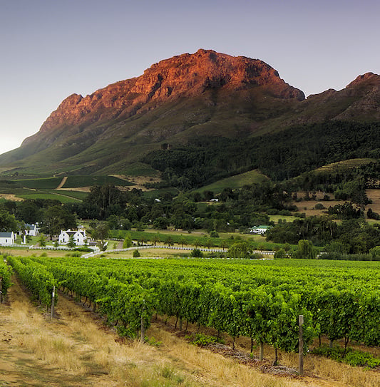 Green vineyards stretching across a valley toward mountains, Stellenbosch.