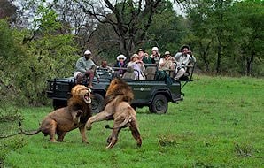 Guests on safari at Sabi Sabi observe a pair of fighting lions.