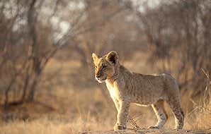 A curious lion cub.