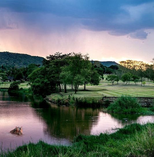 Hippos surfacing in a river dam beside a wooden walkway along fairways at sunset near Kruger National Park.