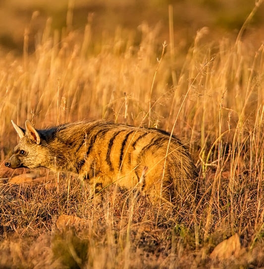 An aardwolf walking through tall, golden dry grass.