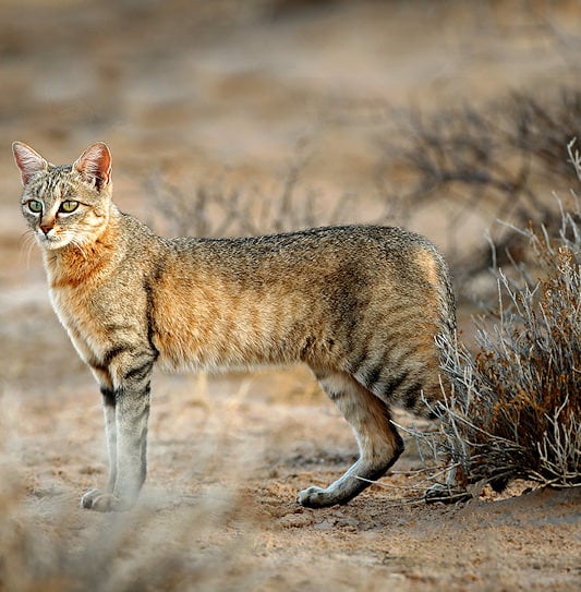 An African wildcat standing on sandy ground next to sparse, dry bushes.