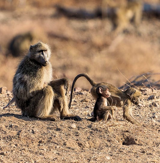 An adult chacma baboon sitting on rocky ground next to two young infants.