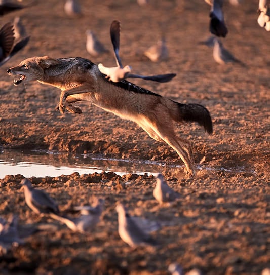 A black-backed jackal leaping mid-air to catch a flock of scattering birds at a waterhole.