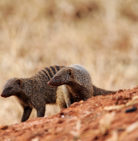 Two banded mongooses standing alert on a red dirt embankment.