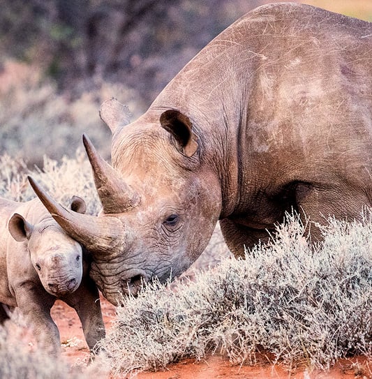 A black rhinoceros mother resting her horn gently against her small calf among grey shrubs.