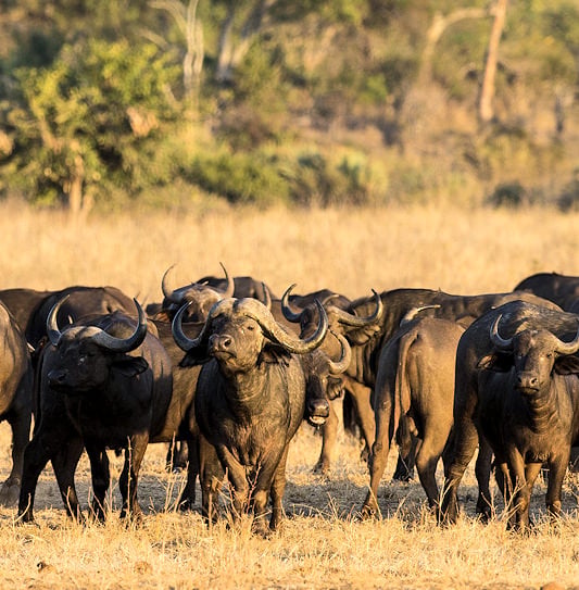 A large herd of African buffalo standing close together in a field of dry grass.