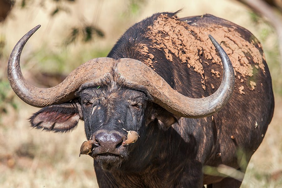 Cape Buffalo | Kruger Park - Big Five