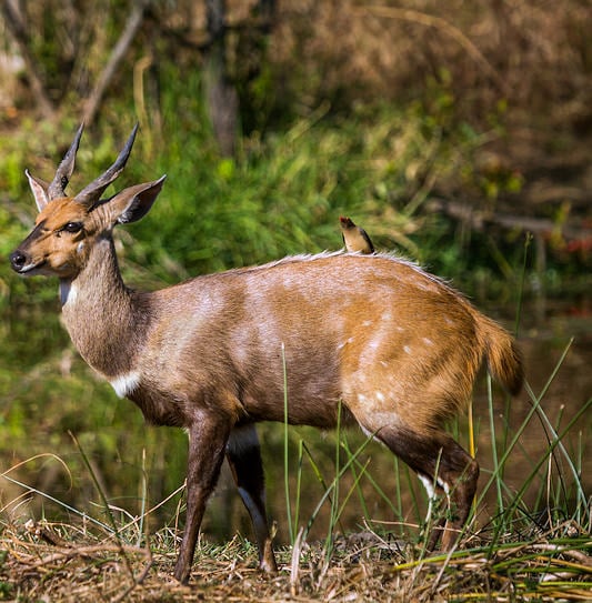 A male bushbuck standing near water with a small oxpecker bird perched on its back.