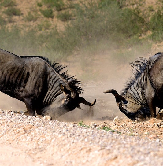 Two blue wildebeests locking horns and fighting in a cloud of dust next to a gravel road.