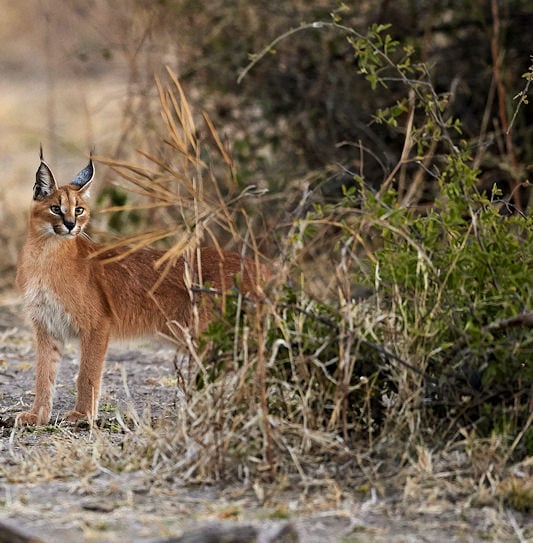 A caracal standing on a dirt track next to green bushes, looking back over its shoulder.