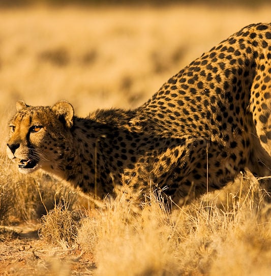 A cheetah crouching low in dry grass, looking intently forward.