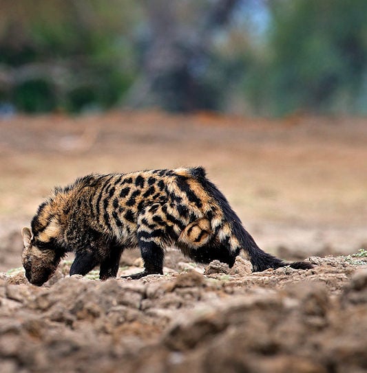 An African civet walking across rough mud while sniffing the ground.