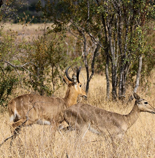 A male and female common reedbuck running together through dry, tall grass.