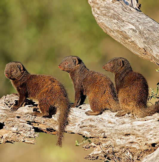Three dwarf mongooses standing alert in a row on a weathered, fallen tree branch.
