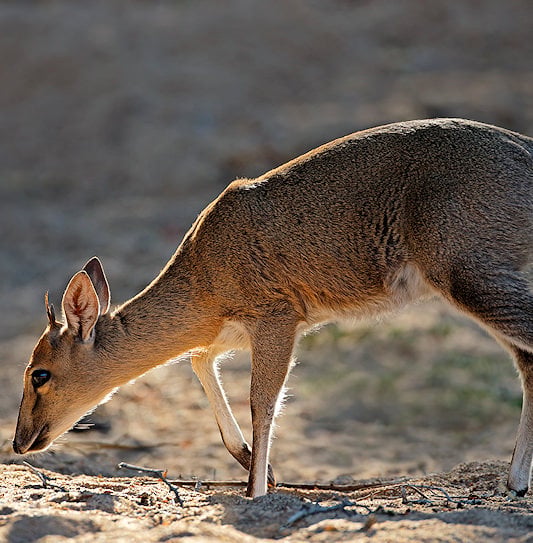 A common grey duiker standing on sandy ground with its head lowered to sniff a twig.