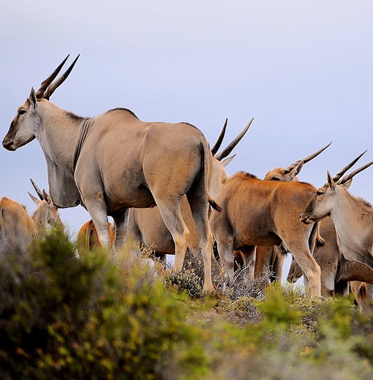 A herd of Cape elands standing on a shrubby hillside.