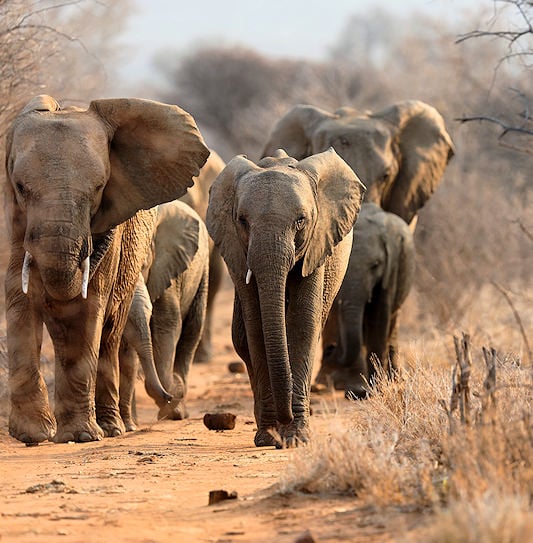 A herd of African elephants walking forward along a dusty dirt road lined with dry brush.