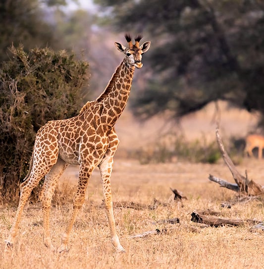 A young giraffe standing in an open field of dry grass with scattered dead wood.