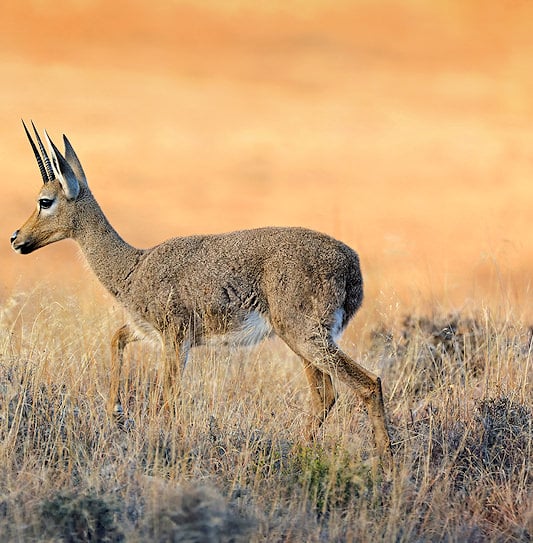 A male grey rhebok with thin, straight horns walking through a field of dry winter grass.