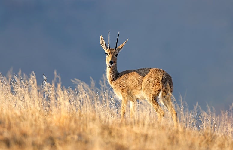 Grey Rhebuck | Park Mammals - African