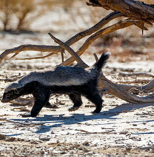 A honey badger walking across sandy ground past dry, fallen tree branches.