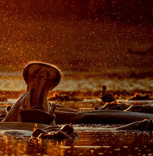 A hippopotamus opening its mouth wide in a crowded river pool at sunset, surrounded by water spray.