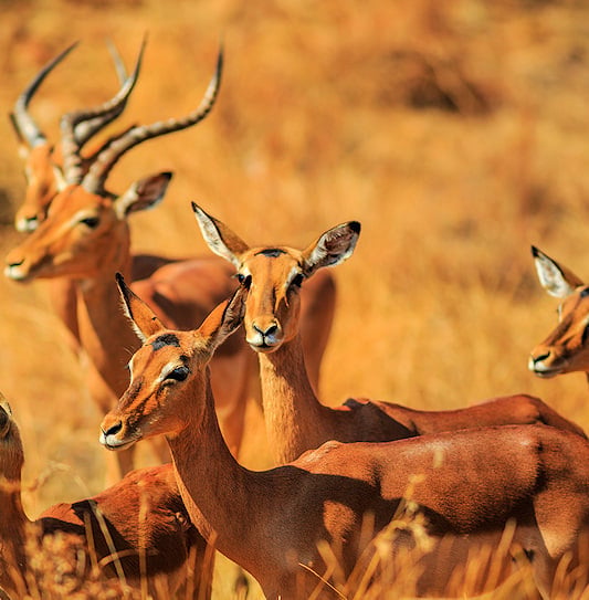 A small herd of impala standing close together and looking alert in golden dry grass.