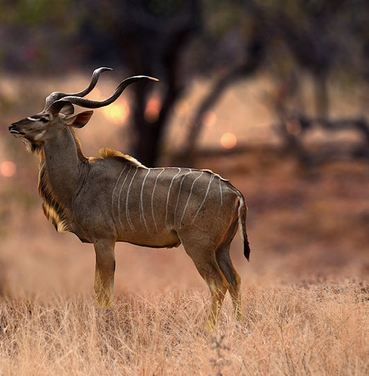 A male kudu with large spiral horns standing in profile in a field of dry winter grass at sunset.