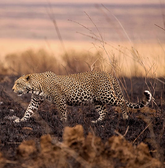 A leopard walking across a stretch of charred, burnt veld.