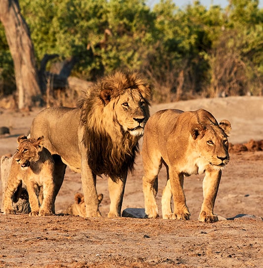 A lioness, a male lion with a full mane, and a small cub walking forward together across sandy ground.