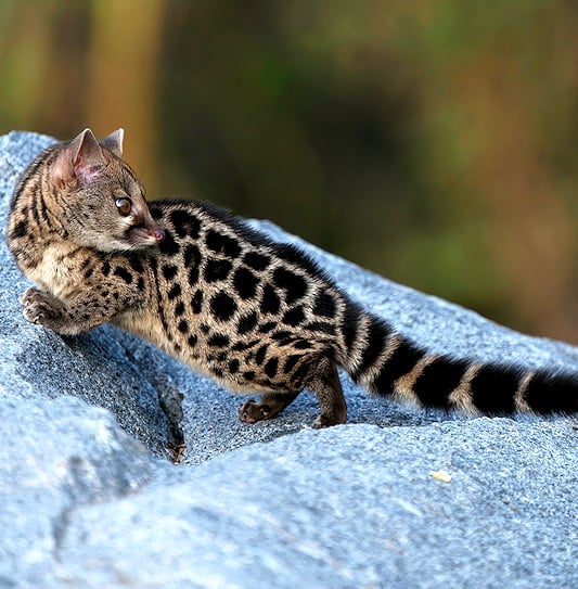 A large-spotted genet on a grey boulder, looking back over its shoulder.