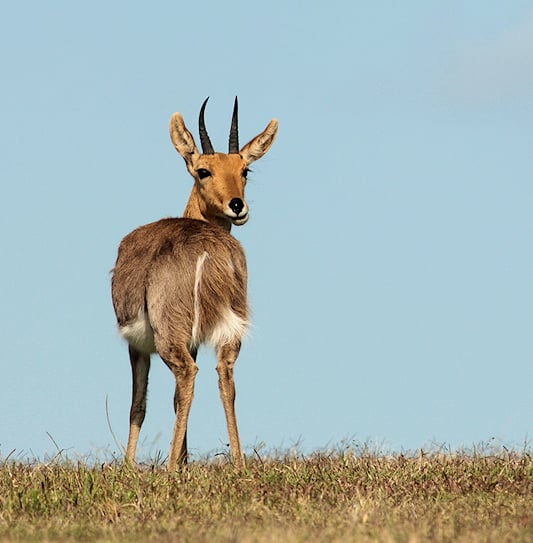 A mountain reedbuck standing on a grassy crest, looking back over its shoulder against a clear sky.