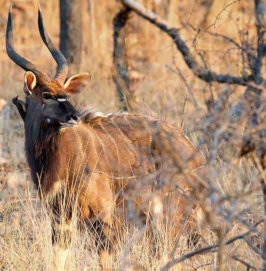 A male nyala standing inside a dry, thorny thicket with an oxpecker bird perched on its neck.