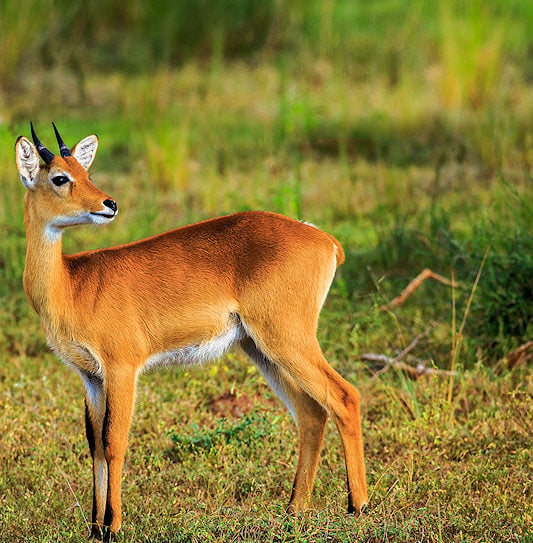 An oribi standing alert in an open field of short green and yellow grass.