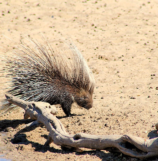 A porcupine with raised quills walking on sandy ground behind a dry log.