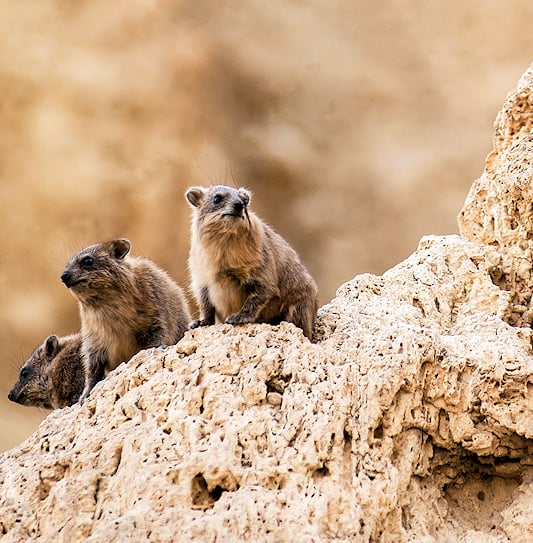A group of rock hyraxes sitting on separate ledges of a steep, craggy rock face.